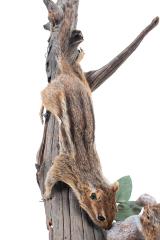 Eastern Chipmunk (mount)