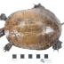 Midland Painted Turtle (mount)