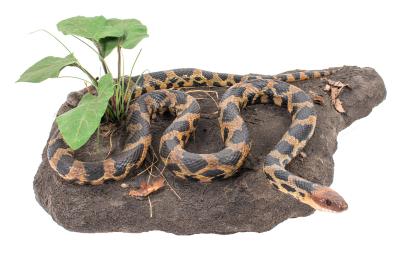 Western Fox Snake (mount)