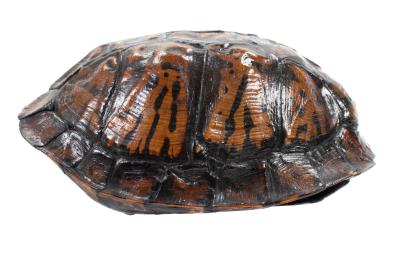 Eastern Box Turtle 