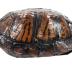 Eastern Box Turtle 