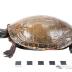 Midland Painted Turtle (mount)
