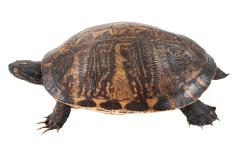 Chicken Turtle (mount)