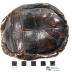 Eastern Box Turtle 