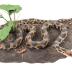 Western Fox Snake (mount)