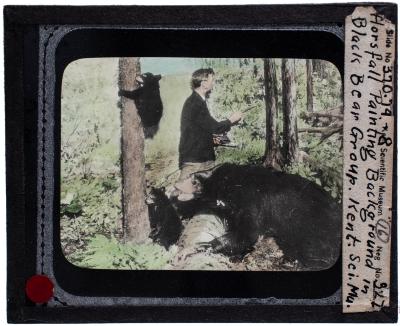 Lantern Slide, Painting Black Bear Exhibit