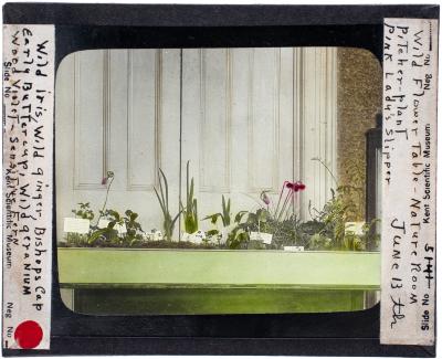 Lantern Slide, Wild Flower Table