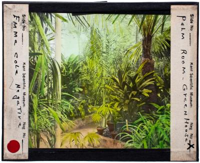 Lantern Slide, Palm Room