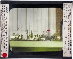 Lantern Slide, Wild Flower Table