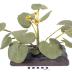 Yellow Marsh Marigold (model)