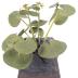 Yellow Marsh Marigold (model)