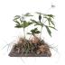 Canada Anemone (model)