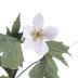 Canada Anemone (model)