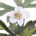 Canada Anemone (model)