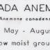 Canada Anemone (model)