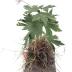 Canada Anemone (model)