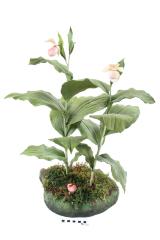 Showy Lady's Slipper (model)