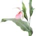 Showy Lady's Slipper (model)