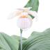 Showy Lady's Slipper (model)