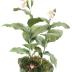 Showy Lady's Slipper (model)