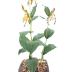 Yellow Lady's Slipper (model)