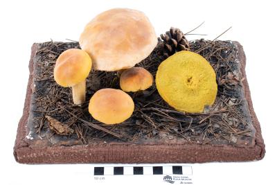 Weeping Bolete (model)