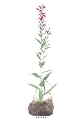 Cardinal Flower (model)