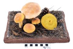 Weeping Bolete (model)