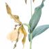 Yellow Lady's Slipper (model)