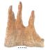Wooden finger-like projections 