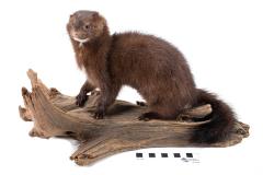 American Mink