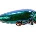 Jewel Beetle