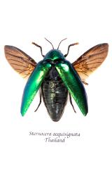 Jewel Beetle