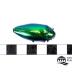 Jewel Beetle