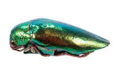 Jewel Beetle