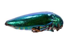 Jewel Beetle