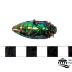 Jewel Beetle