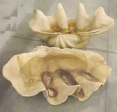 Clam Shell, 2 Sections
