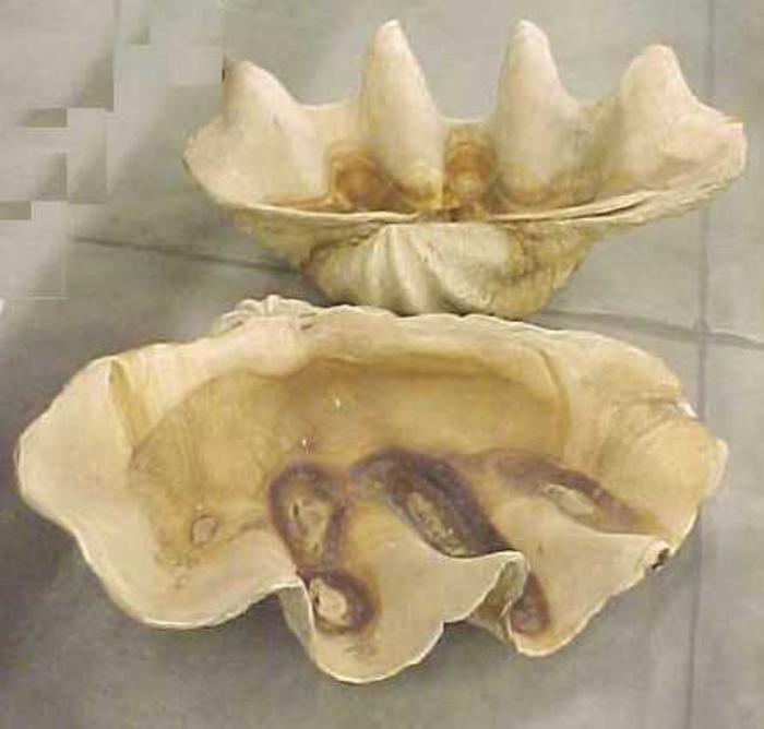 Clam Shell, 2 Sections