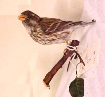 Purple Finch