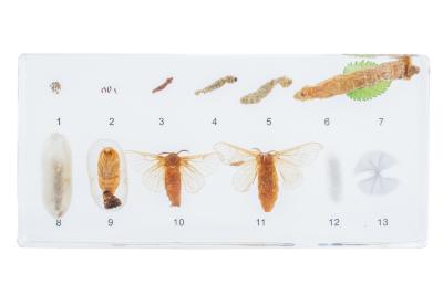 Silkworm life cycle