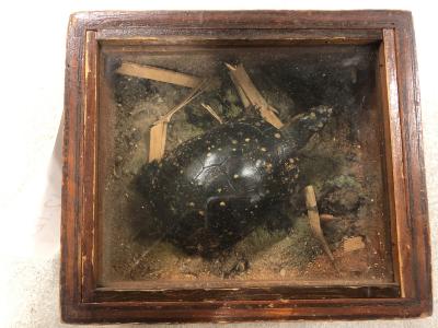 Turtle, Map, School Loan Collection