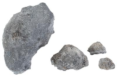 Favosites sp. (4 Specimens)