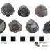Atrypa elegans (7 Specimens)