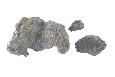 Leptotrypella sp. (3 Specimens)