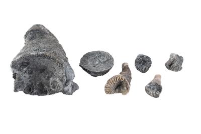 Enallophrentis sp. (6 Specimens)