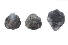 Shizophoria striatula traversensis (3 Specimens)
