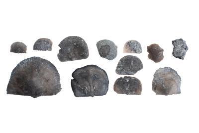 Emanuella sp. (12 Specimens) 