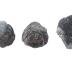 Shizophoria striatula traversensis (3 Specimens)