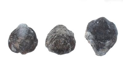 Shizophoria striatula traversensis (3 Specimens)